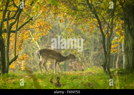 Damhirsch (Dama Dama) Kitz im Herbstsaison. Die Herbst-Nebel und Natur-Farben sind gut sichtbar auf dem Hintergrund. Stockfoto