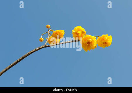 Yellow Cotton Tree über blauen Himmel (Cochlospermum Religiosum Alston) Stockfoto