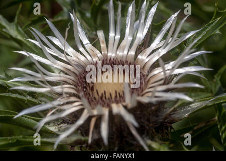 Stiellose Carline Thistle Carlina acaulis Blume Stockfoto