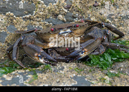 Samt Swimming Krabbe (Necora Puber) Stockfoto