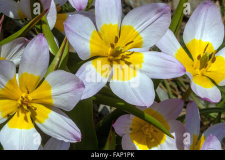 In der Nähe von Garten Tulpen, Tulipa Tulpen, Tulipa 'bakeri Lilac Wonder' Stockfoto