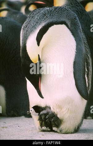 Kaiserpinguine Küken in Brut Tasche, kurze Zeit nach dem Schlupf, Brunt Ice Shelf, Weddellmeer, Antarktis. Stockfoto