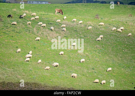 Herde von Schafen in einem grünen Feld auf Sardinien Stockfoto