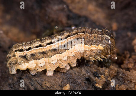 Square-Spot rustikale Motte (Xestia Xanthographa) Raupe. Identisch mit der sechs-gestreiften rustikale Raupe (Xestia Sexstrigata) Stockfoto