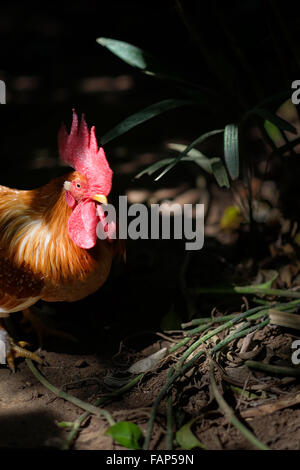 Ein männliches Exemplar des roten Dschungelvogels (Gallus gallus) wird im Bali Zoo in Singapadu, Sukawati, Gianyar, Bali, Indonesien, fotografiert. Stockfoto