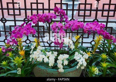 Orchidee in Shilin offizielle Residenz, das ehemalige Wohnhaus des verstorbenen Präsidenten Chiang Kai-Shek, Taipei, Taiwan Stockfoto