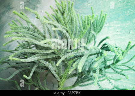 Grüne stachelige Zweige einer Tanne oder Kiefer, Fotoarchiv Stockfoto