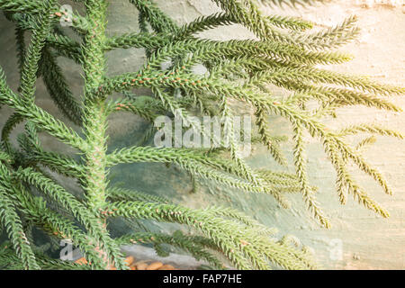 Grüne stachelige Zweige einer Tanne oder Kiefer, Fotoarchiv Stockfoto