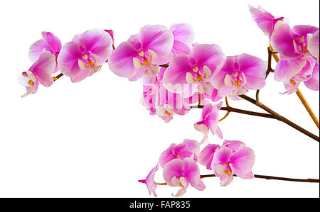 eine Reihe von schönen lila Orchideen Stockfoto