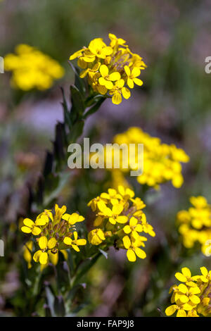 Griechische Bladderpod, Alyssoides Utriculata Sy Vesicaria Graeca blühen Stockfoto