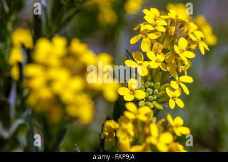 Griechische Bladderpod, Alyssoides Utriculata Sy Vesicaria Graeca blühen Stockfoto