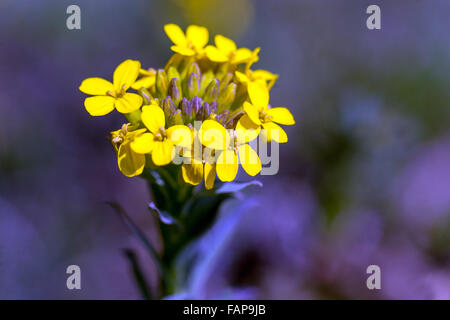 Griechische Bladderpod, Alyssoides Utriculata Sy Vesicaria Graeca blühen Stockfoto