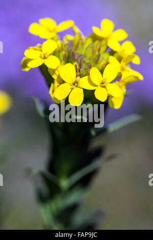 Griechische Bladderpod, Alyssoides Utriculata Sy Vesicaria Graeca blühen Stockfoto