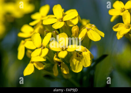 Griechische Bladderpod, Alyssoides Utriculata Sy Vesicaria Graeca blühen Stockfoto