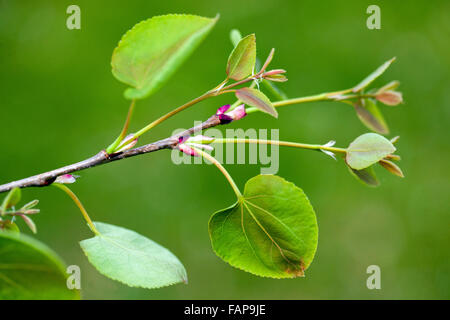 Neue frische Blätter von Katsura Baum Cercidiphyllum japonicum Stockfoto