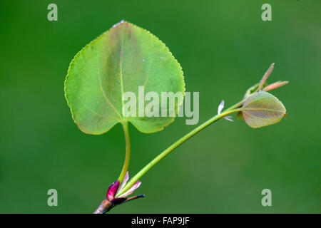 Katsura-Baum verlässt Cercidiphyllum japonicum-Frühlingssprossen Stockfoto