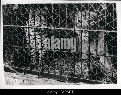 1962: Einführung der weltweit ersten '' Leoparden ''.'' Made In Japan ". Zum ersten Mal in der Welt - die Pfleger auf der Hanshin Park Zoo, in der Nähe von Osaka - Japan gelungen, Paarung ein Leopard und eine Löwin- und zwei Leopard - Löwen geboren worden - bekannt als '' Leopons''. Zuvor Löwen und Tiger haben wurde gedeckt - '' Liger '', eine Löwin und ein Tiger, produzieren produzieren '' Tigons'' und stattgefunden hat, ein Löwe und eine Leopardin Union mit der Produktion von '' Lipards''. Die Leopard namens '' Koshio'' ist 4 Jahre 9 Monate alt und kam aus Hagenbach Menageric - Deutschland - während '' Sonoko'' der liones Stockfoto