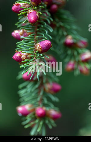 Norwegen Fichte Picea abies 'Finedonensis' Blumenzapfen Stockfoto