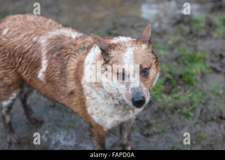 nassen schmutzigen arbeiten Hofhund Stockfoto
