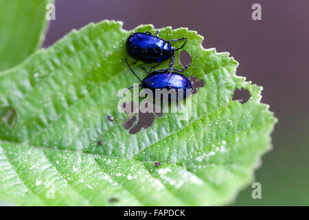 Alder Leaf Beetle Agelastica alni auf europäischer Alnus glutinosa Blattkäfer Stockfoto