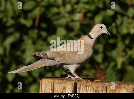 Porträt einer Rotflügel Taube Stockfoto