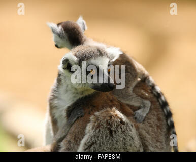 Eine Mutter Ring Tailed Lemur mit ihrem baby Stockfoto