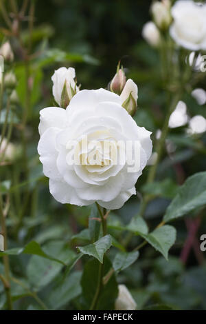 Kletterrose 'Iceberg"im Garten. Stockfoto