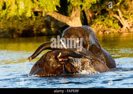 spielerische afrikanische Elefanten im Chobe Fluss Stockfoto