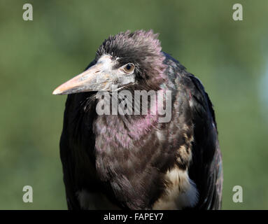 Porträt einer Abdim Storch Stockfoto