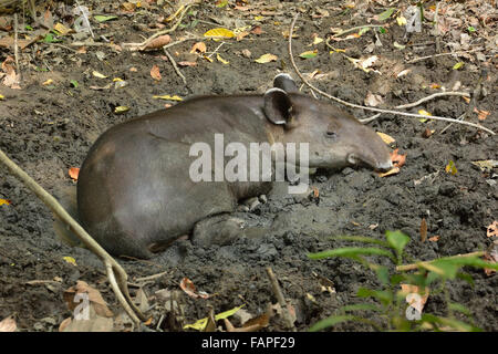 Baird Tapir in den Schlamm im Corcovado Nationalpark Stockfoto