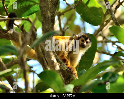 Totenkopfaffen im Corcovado Nationalpark Costa Rica Stockfoto