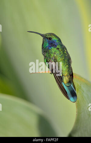 Kolibri grün gekrönt brillant auf den Urlaub in Costa Rica Wald Stockfoto