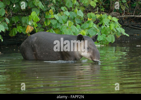 Baird Tapir in Sirena River Nationalpark Corcovado Stockfoto