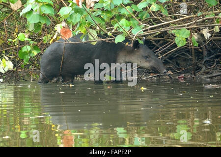 Baird Tapir in Sirena River Nationalpark Corcovado Stockfoto