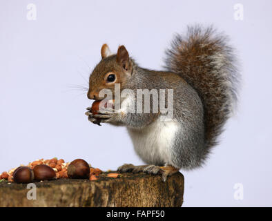 Porträt eines grauen Eichhörnchens Verzehr von Nüssen auf einem Baumstumpf im Herbst Stockfoto