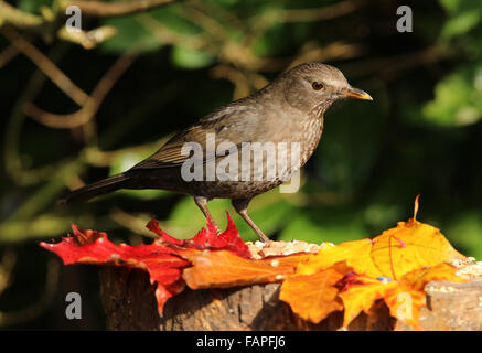 Porträt einer Frau stumpf Amsel auf einem Baum im Herbst Stockfoto