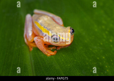 Eine kleine Laubfrosch auf einem Blatt, Andasibe Nationalpark, Madagaskar. Stockfoto