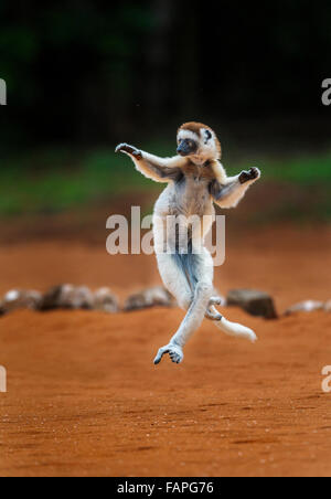 Ein springender Verreau Sifaka, Berenty Reserve, Madagaskar. Stockfoto