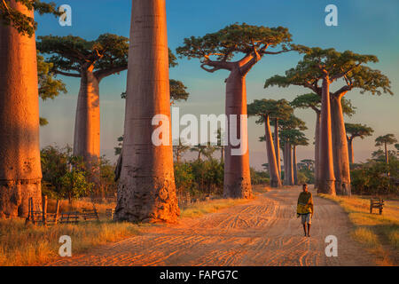 Ein Mann geht durch die Baobab-Allee in den frühen Morgenstunden, Morondava, Madagaskar. Stockfoto