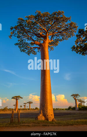 Baobab-Bäume an der berühmten Baobab-Anzahl, Morondava, Madagaskar. Stockfoto