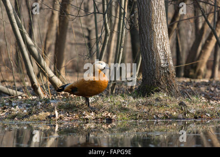 Das Foto zeigt eine Ente auf dem Teich Stockfoto