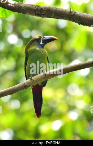 Smaragd Toucanet in Costa Rica Nebelwald Stockfoto