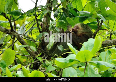 Zwei – Finger Faultier schlafen oben auf dem Baum im Regenwald Costa Ricas Stockfoto