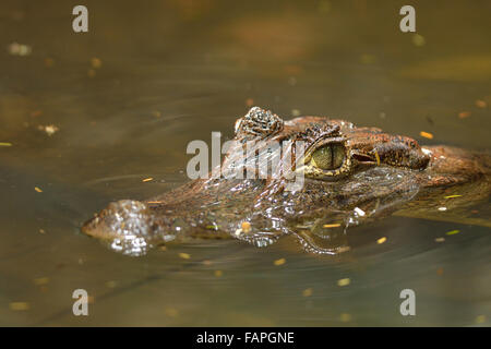 Brillentragende Kaiman in Tortuguero Nationalpark Stockfoto