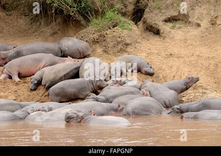 Flusspferde schlafen im Mara River Kenia Stockfoto