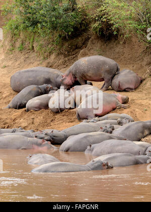 Flusspferde schlafen im Mara River Kenia Stockfoto