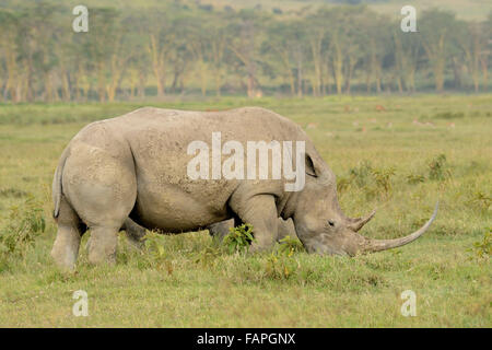 Breitmaulnashorn in Lake Nakuru National Park Kenia Stockfoto