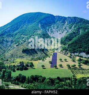 Blühende lavendel Feld, in den Bergen, Drôme, Provence, Frankreich, Europa Stockfoto