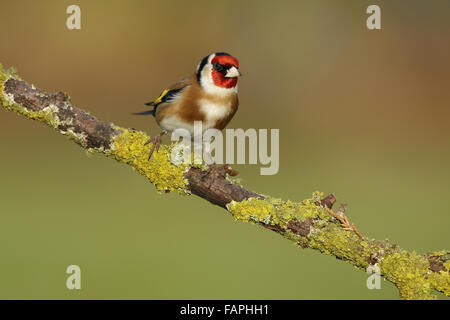Europäische Stieglitz (Zuchtjahr Zuchtjahr), Männchen, thront auf einem Ast, Warwickshire, England, Januar Stockfoto