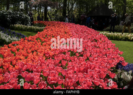 Schöne Blumenbeete mit Tulpen und Hyazinthen nur zusammengesetzt. Stockfoto